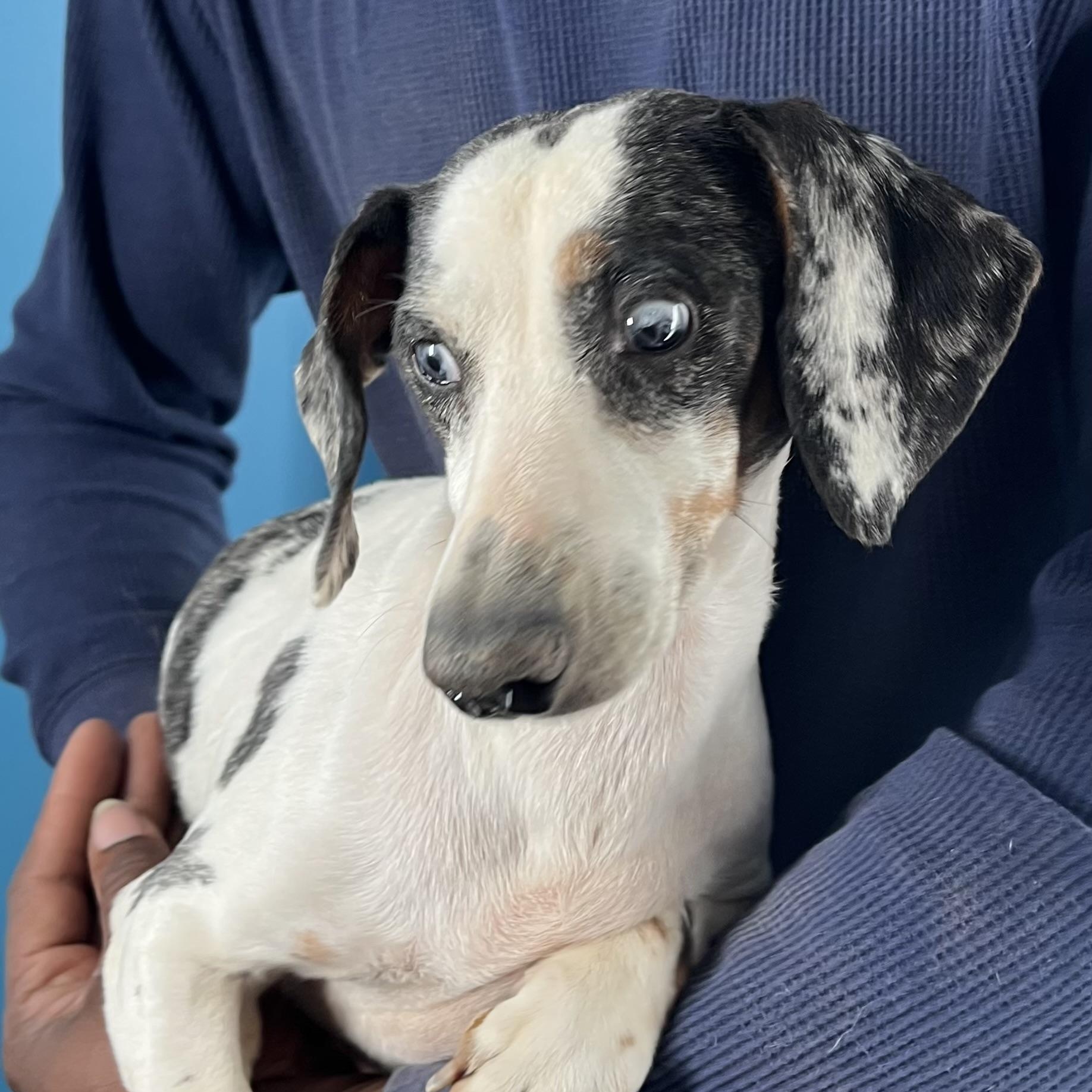 Enlarge Demi - Local March 13-15, an adoptable mixed breed in Happy Valley , OR image 2/6