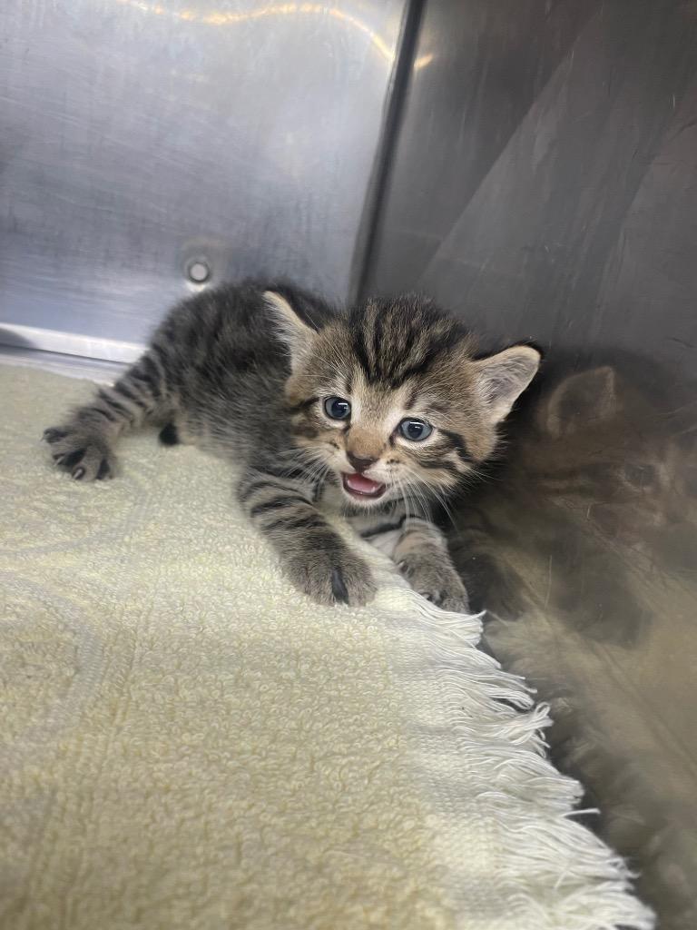 Enlarge Zoe, a Adopted mixed breed in Murray, KY image 1/1