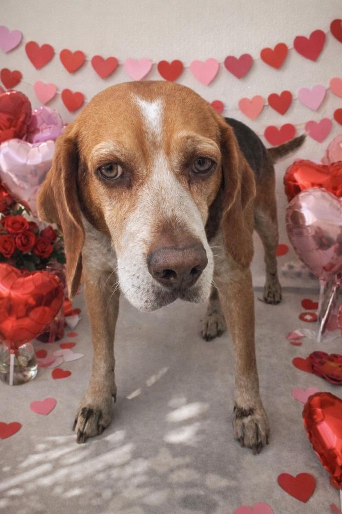 Hound, Adoptable, Adult Male Hound.