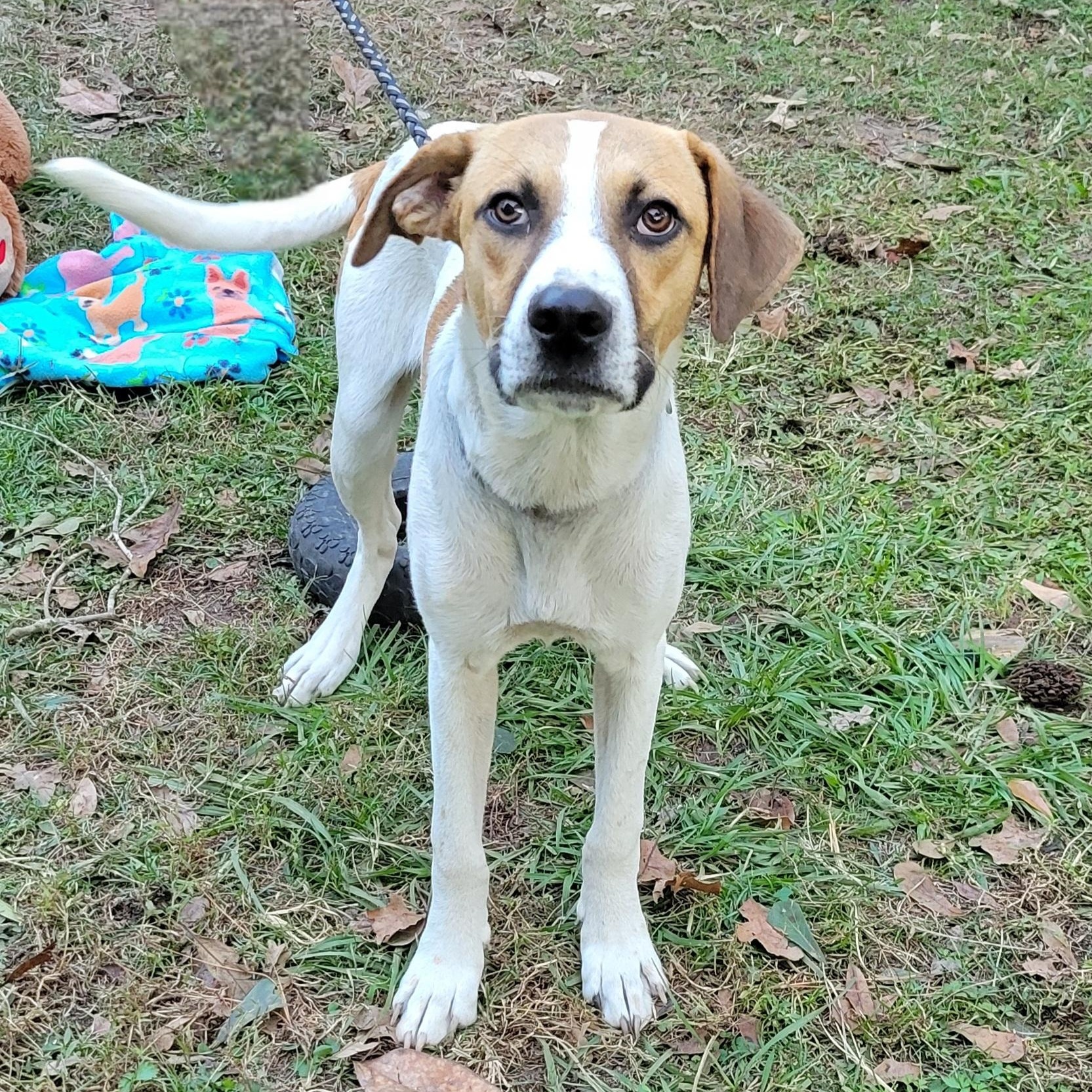 Spot, a Adoptable mixed breed in Jay, NY image 2/5
