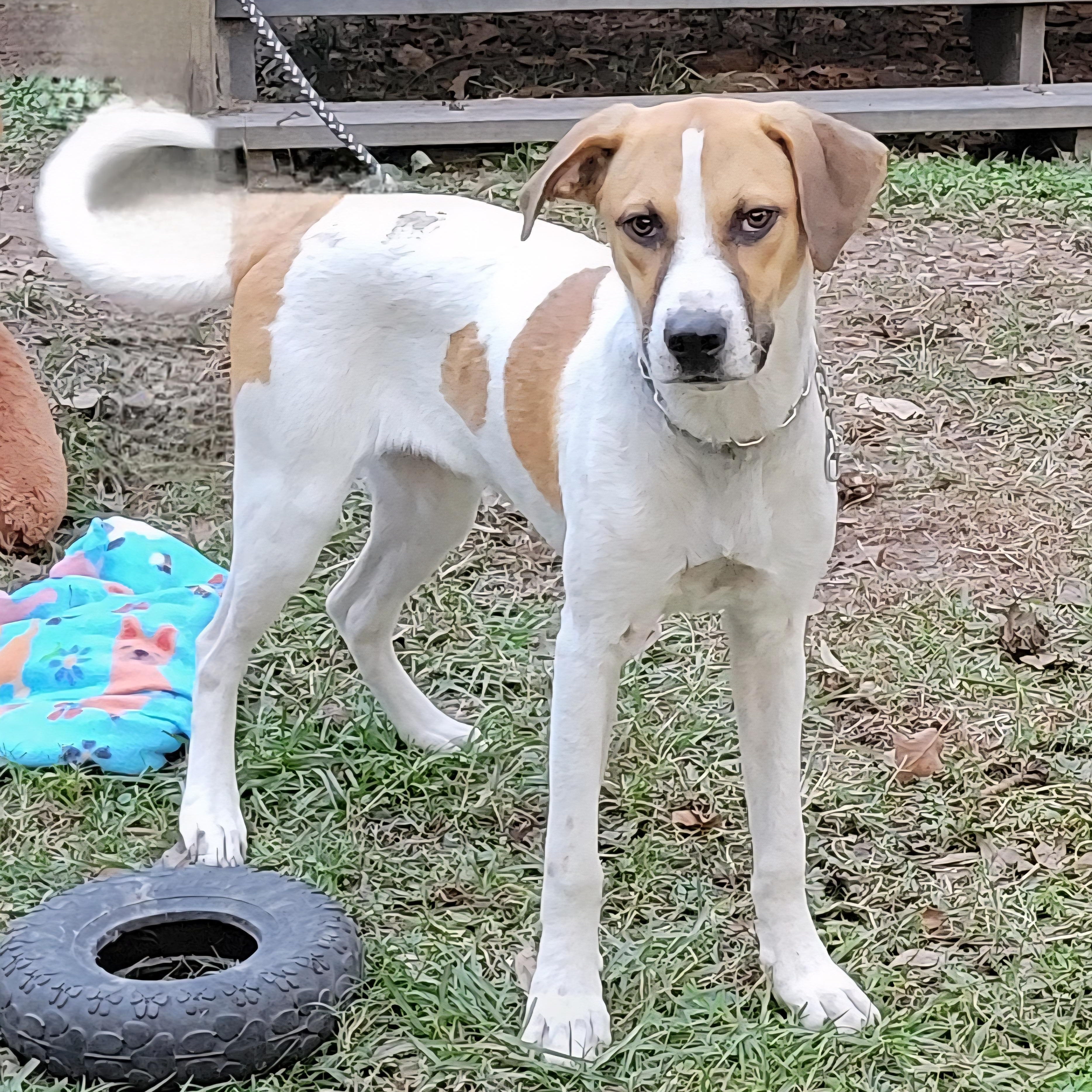 Spot, a Adoptable mixed breed in Jay, NY image 3/5
