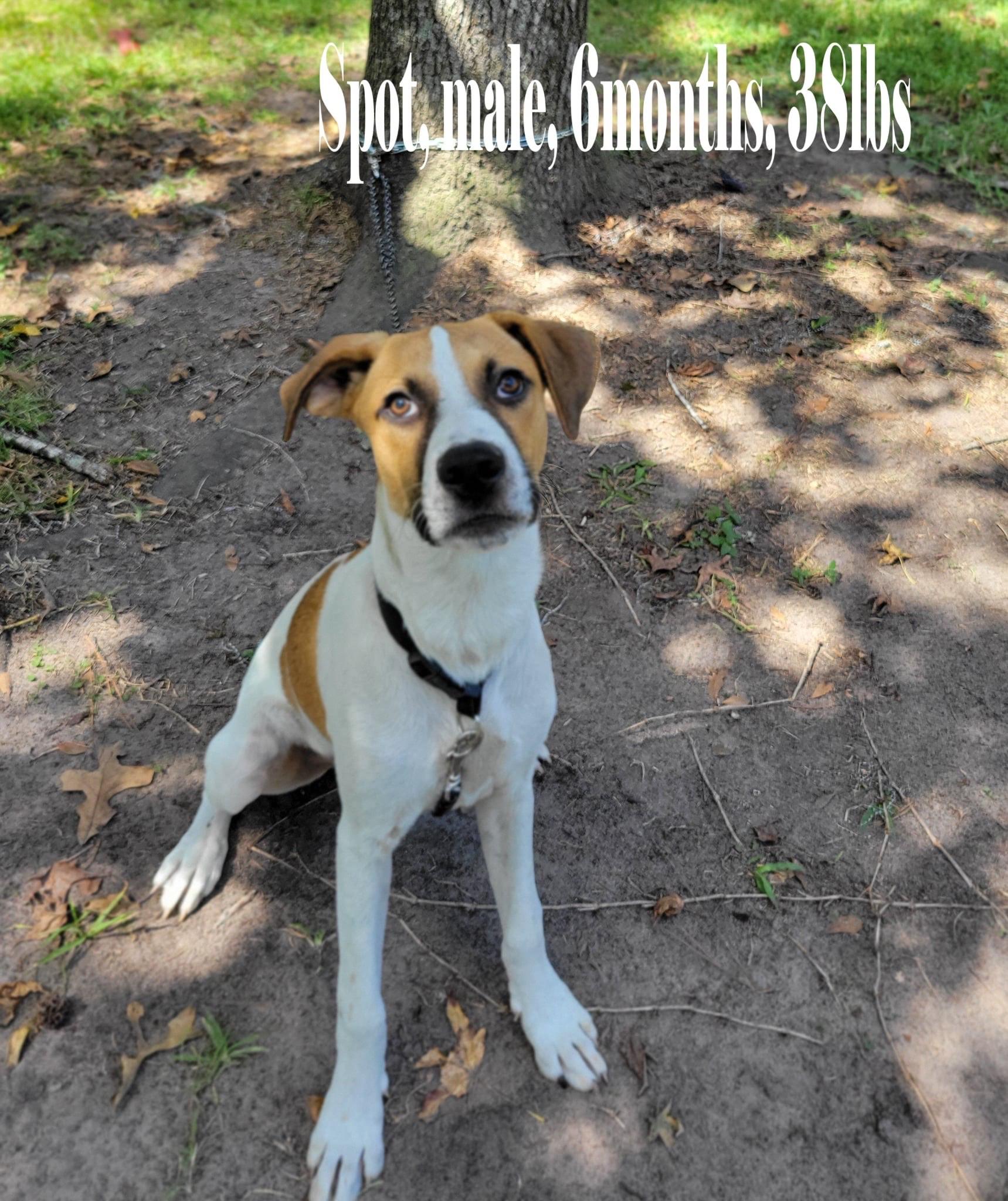 Spot, Adoptable, Young Male Boxer.