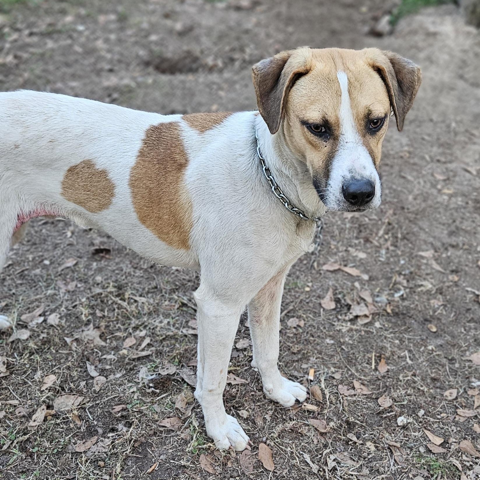 Spot, a Adoptable mixed breed in Jay, NY image 4/5