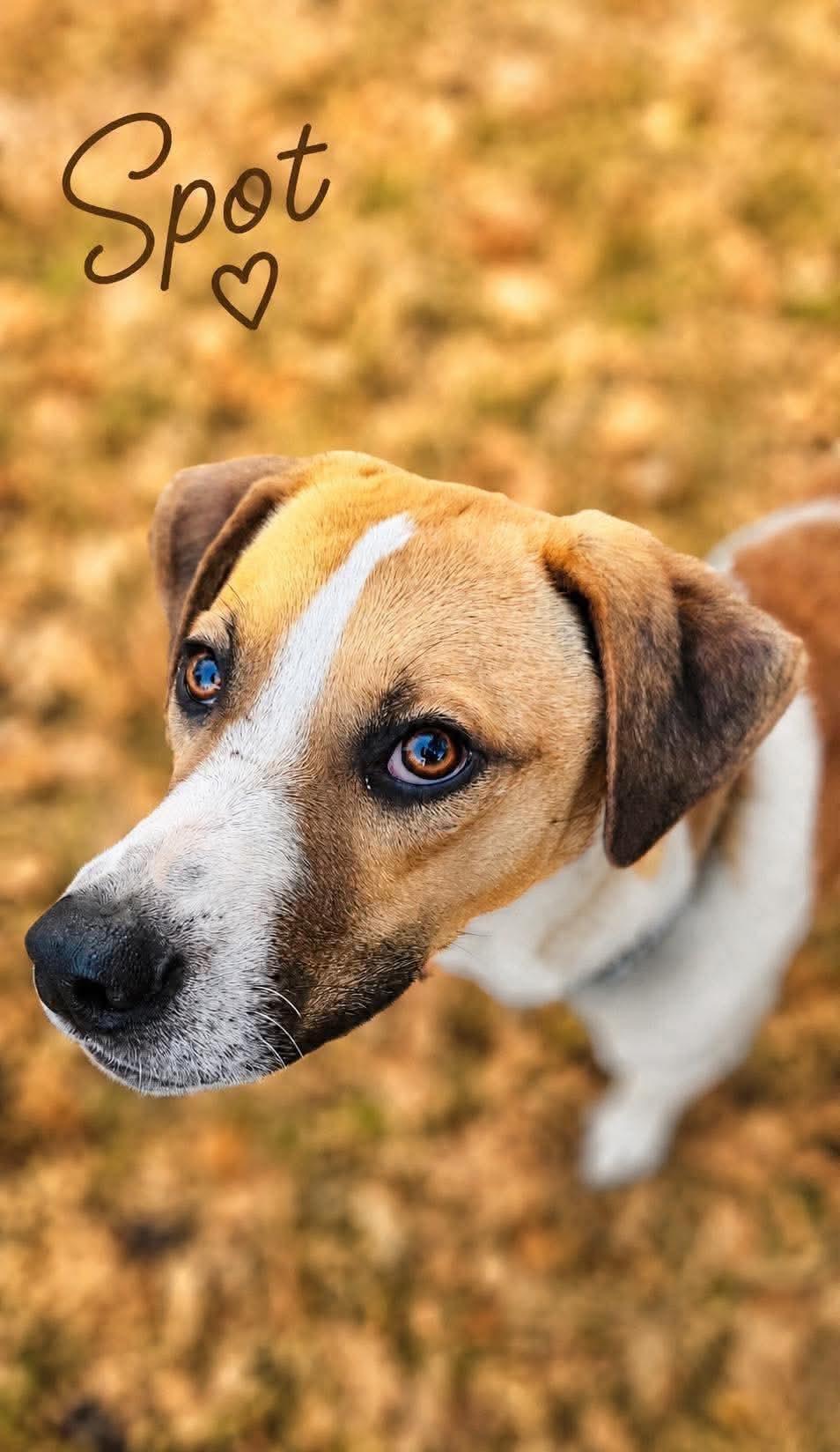 Spot, Adoptable, Young Male Boxer.