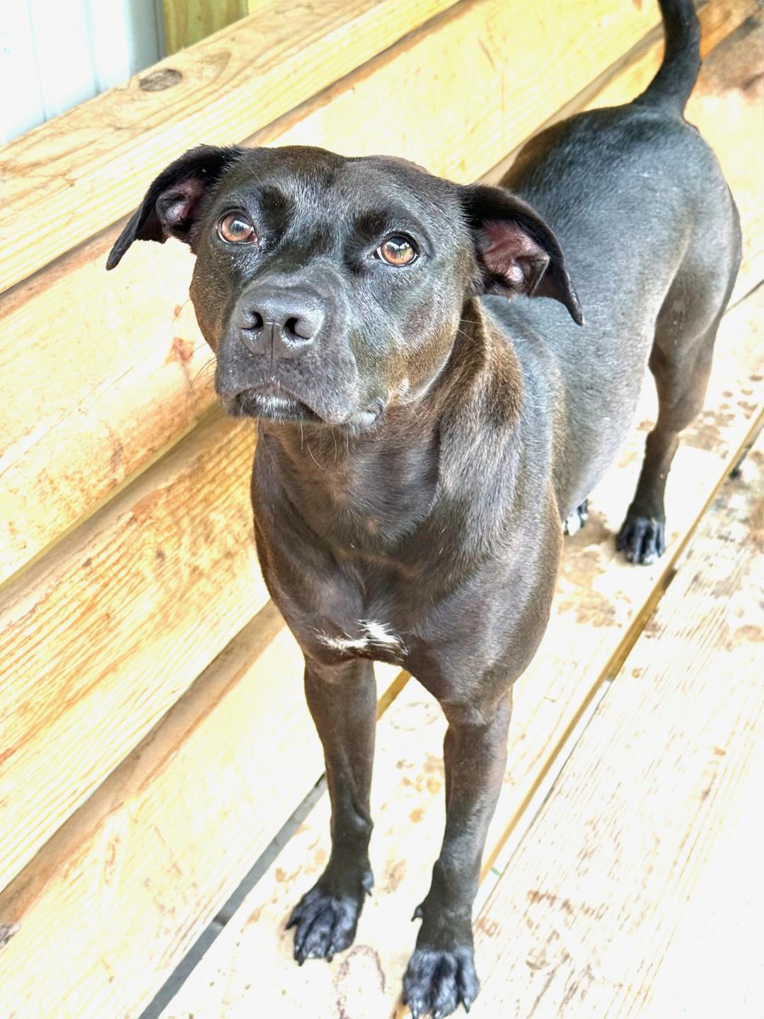 Emmy, a Adoptable mixed breed in Greensburg, PA image 4/6