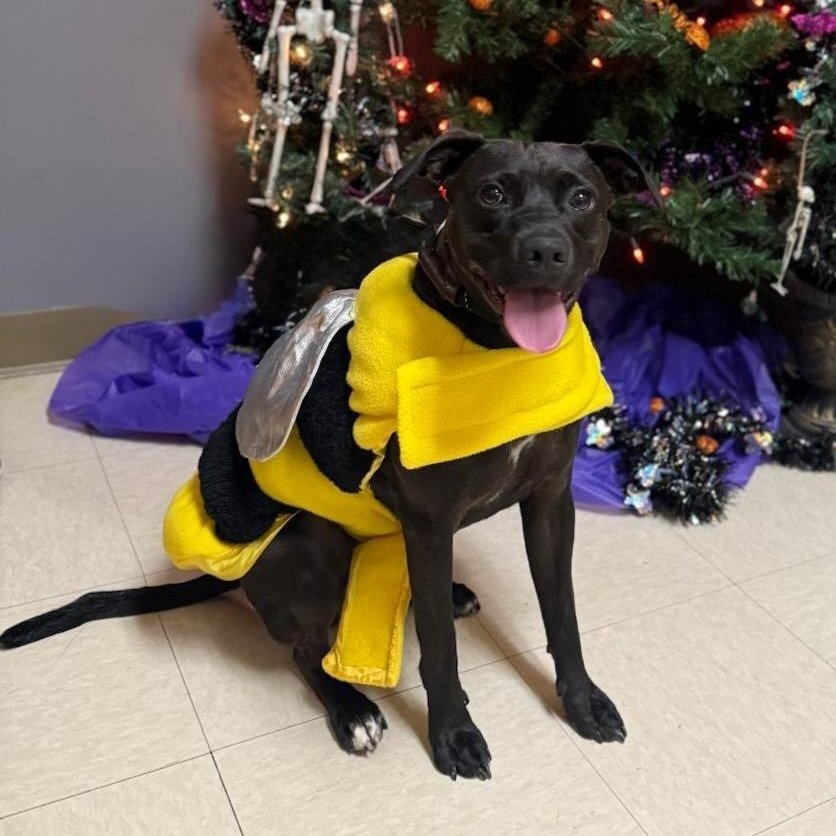 Enlarge Emmy, a Adoptable mixed breed in Greensburg, PA image 1/6