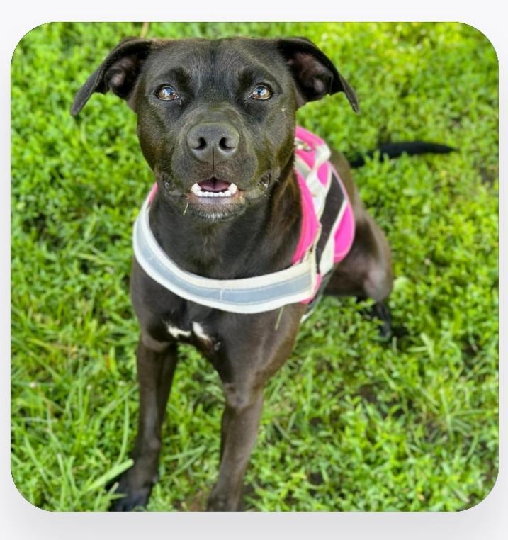 Emmy, a Adoptable mixed breed in Greensburg, PA image 6/6