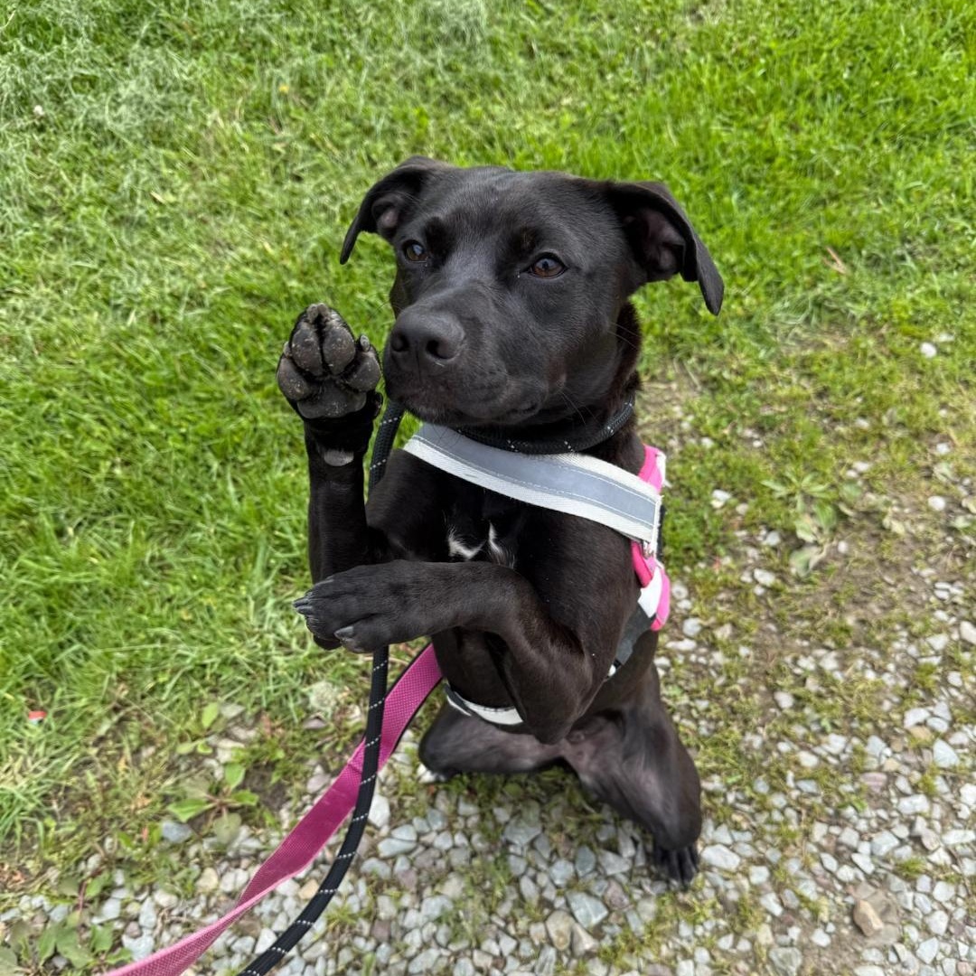 Enlarge Emmy, a Adoptable mixed breed in Greensburg, PA image 6/6