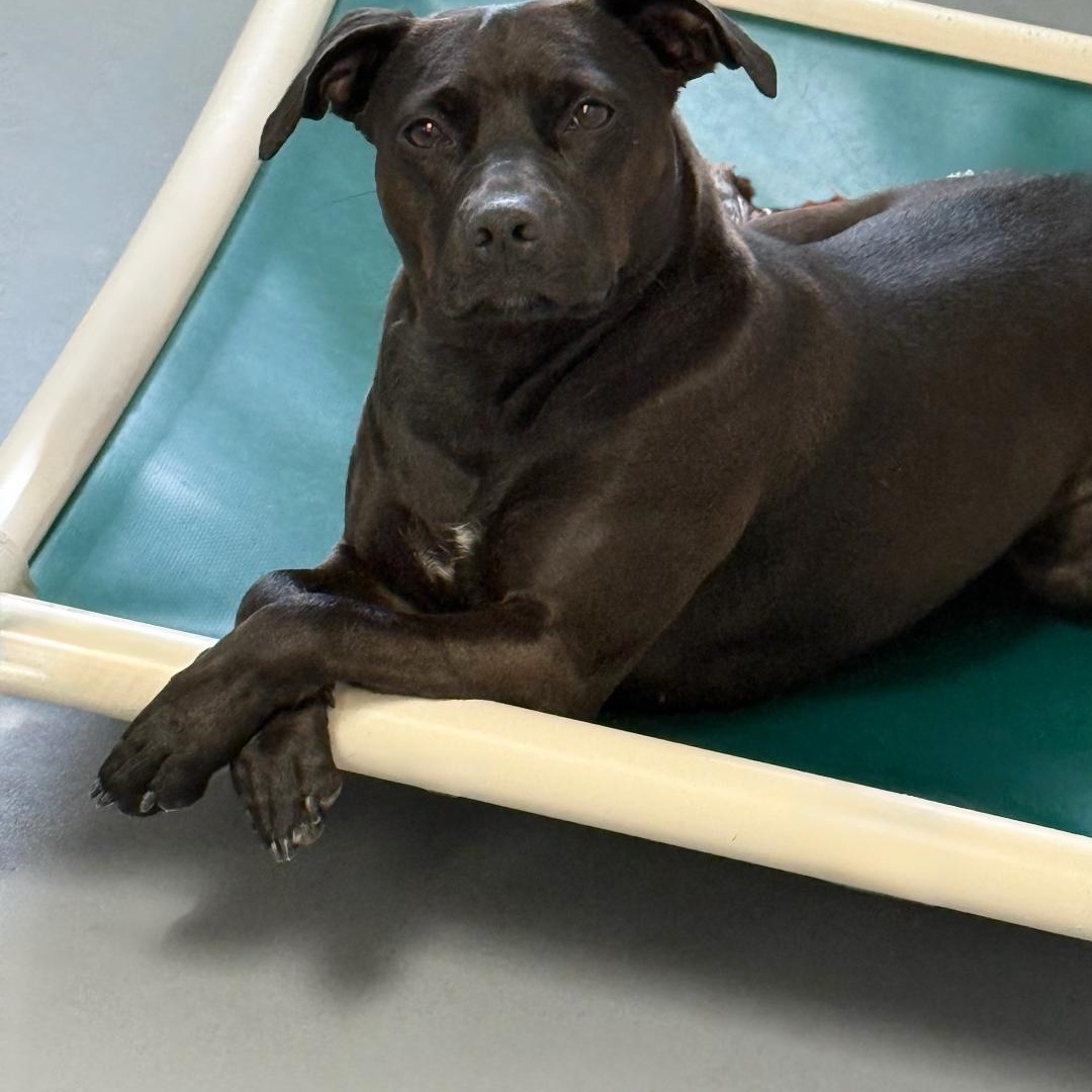 Emmy, Adoptable, Adult Female Mixed Breed.