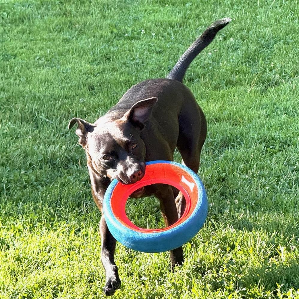 Emmy, a Adoptable mixed breed in Greensburg, PA image 2/6