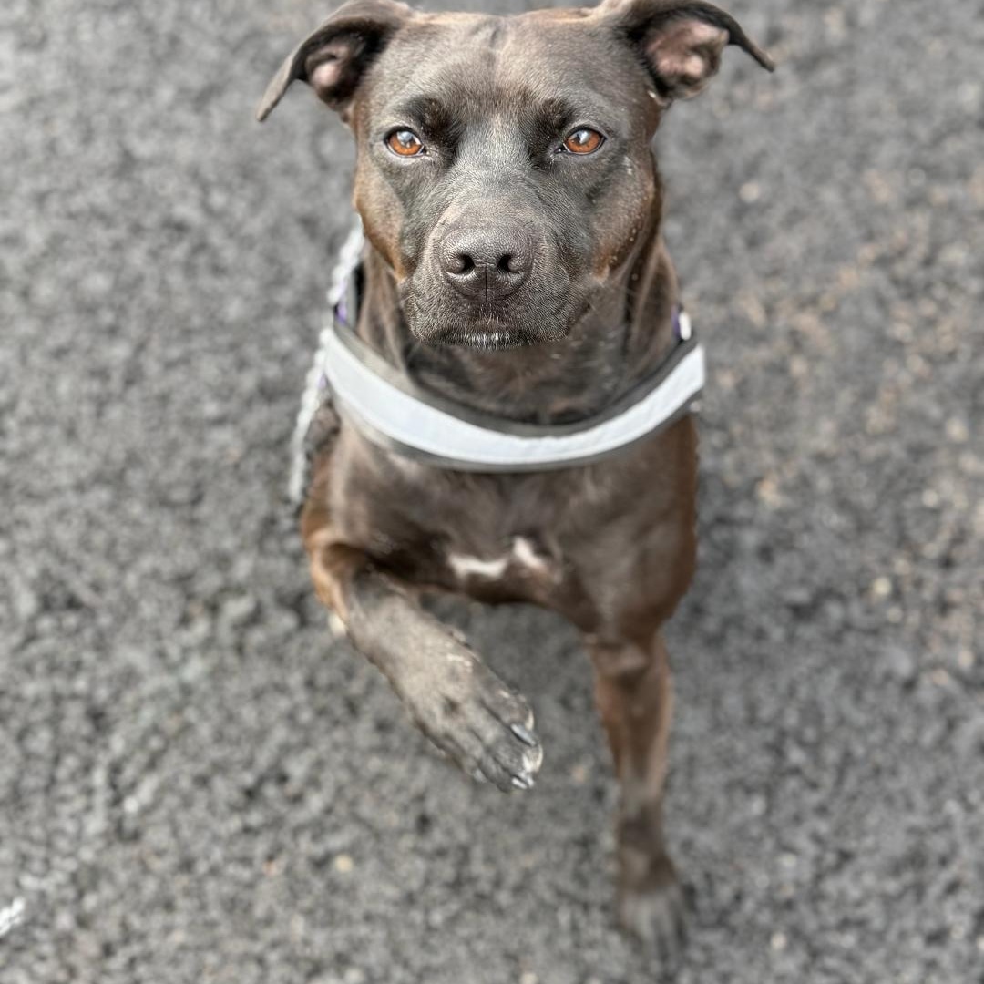 Emmy, a Adoptable mixed breed in Greensburg, PA image 3/6