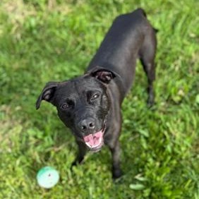 Enlarge Emmy, a Adoptable mixed breed in Greensburg, PA image 5/6