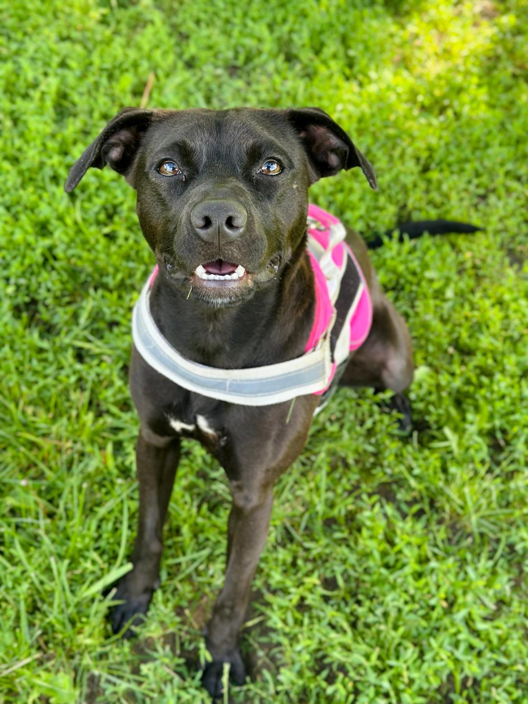 Enlarge Emmy, a Adoptable mixed breed in Greensburg, PA image 2/6