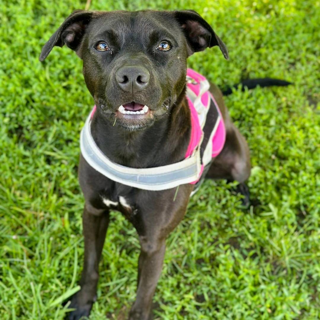 Enlarge Emmy, a Adoptable mixed breed in Greensburg, PA image 1/6