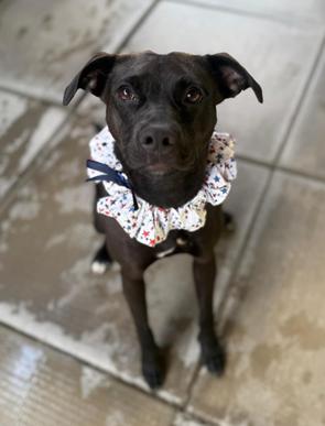 Enlarge Emmy, a Adoptable mixed breed in Greensburg, PA image 4/6