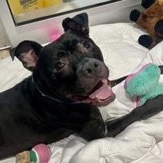 Johnny Cash, adoptable, Adult Male Mixed Breed.