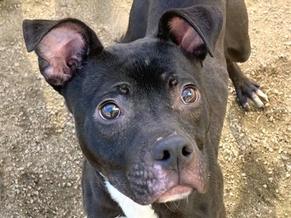 Johnny Cash, adoptable, Adult Male Mixed Breed.