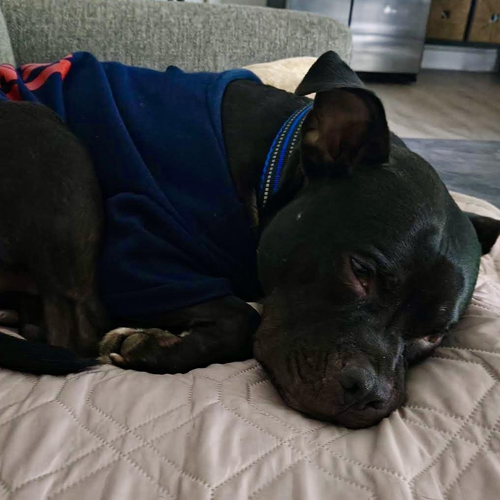 Enlarge Johnny Cash, an adoptable Mixed Breed in Georgetown, TX image 5/6