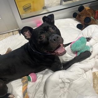 Johnny Cash, an adoptable Mixed Breed in Georgetown, TX image 3/3