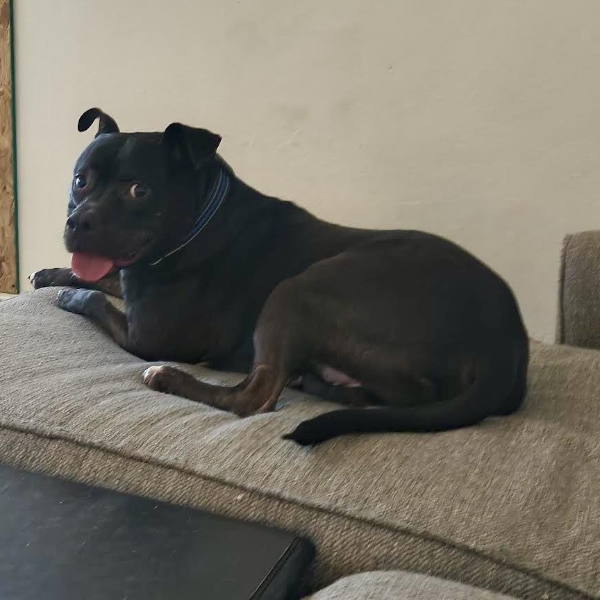 Enlarge Johnny Cash, an adoptable Mixed Breed in Georgetown, TX image 6/6