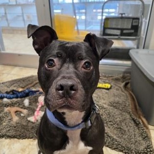 Johnny Cash, an adoptable Mixed Breed in Georgetown, TX image 2/3