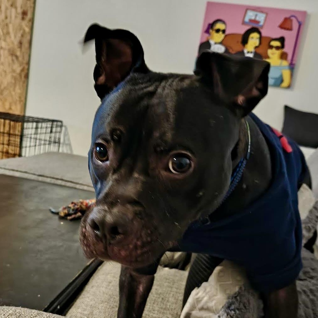 Enlarge Johnny Cash, an adoptable Mixed Breed in Georgetown, TX image 4/6