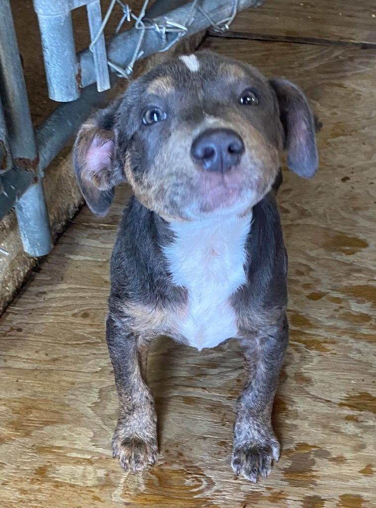 Enlarge Branson, a Adoptable mixed breed in Lakeland, GA image 1/1
