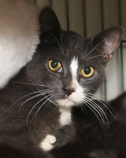 Dao Noi, Adoptable, Young Male Domestic Short Hair.