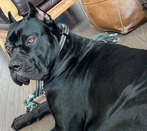 Enlarge Tallulah, a Adoptable Cane Corso in Larkspur, CO image 1/6