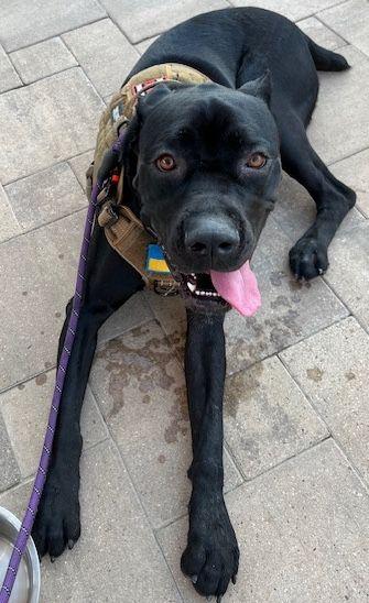 Enlarge Tallulah, a Adoptable Cane Corso in Larkspur, CO image 2/6