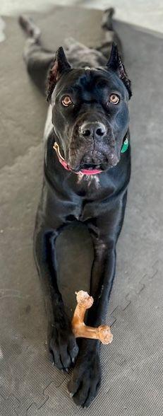 Enlarge Tallulah, a Adoptable Cane Corso in Larkspur, CO image 3/6