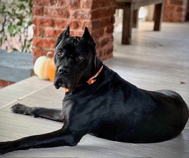 Enlarge Tallulah, a Adoptable Cane Corso in Larkspur, CO image 4/6