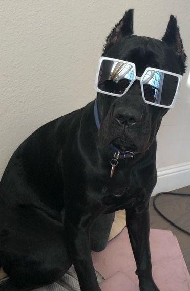 Enlarge Tallulah, a Adoptable Cane Corso in Larkspur, CO image 5/6