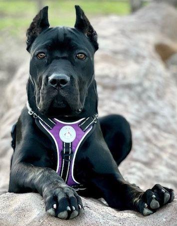 Enlarge Tallulah, a Adoptable Cane Corso in Larkspur, CO image 6/6