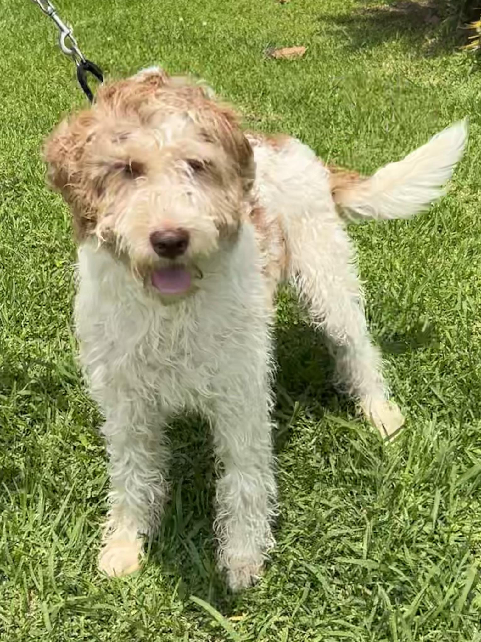 Cooper, a ADOPTABLE mixed breed in Bellaire, TX image 5/6