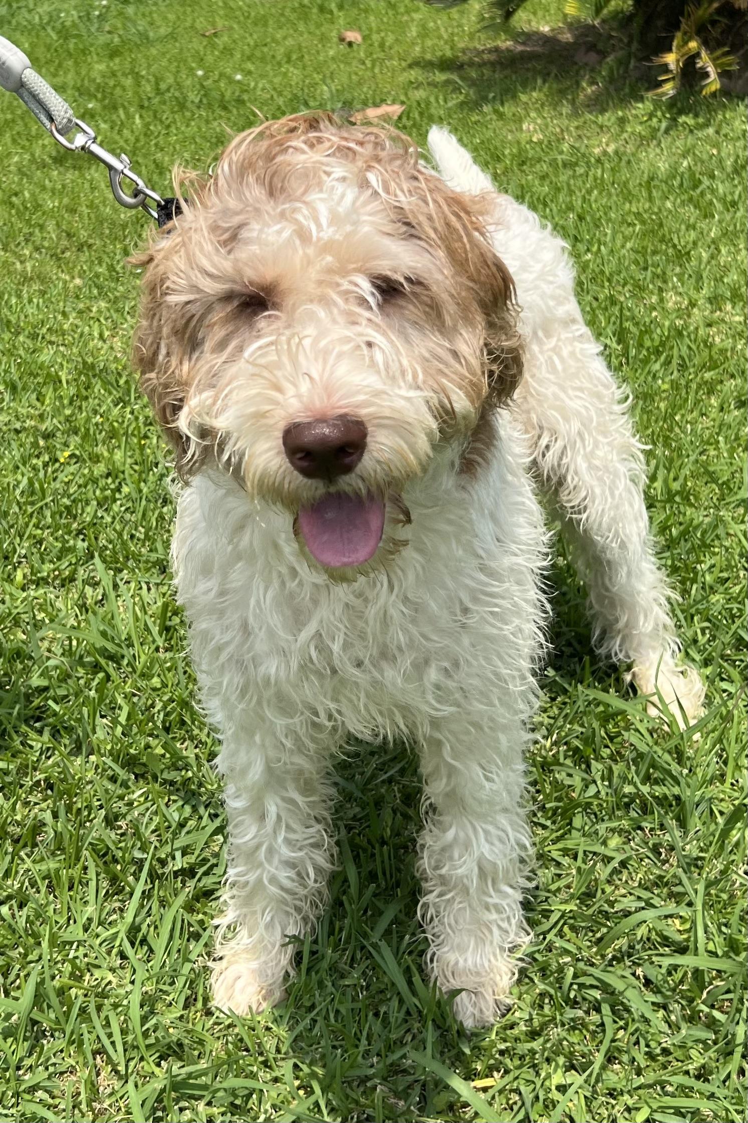 Cooper, a ADOPTABLE mixed breed in Bellaire, TX image 3/6