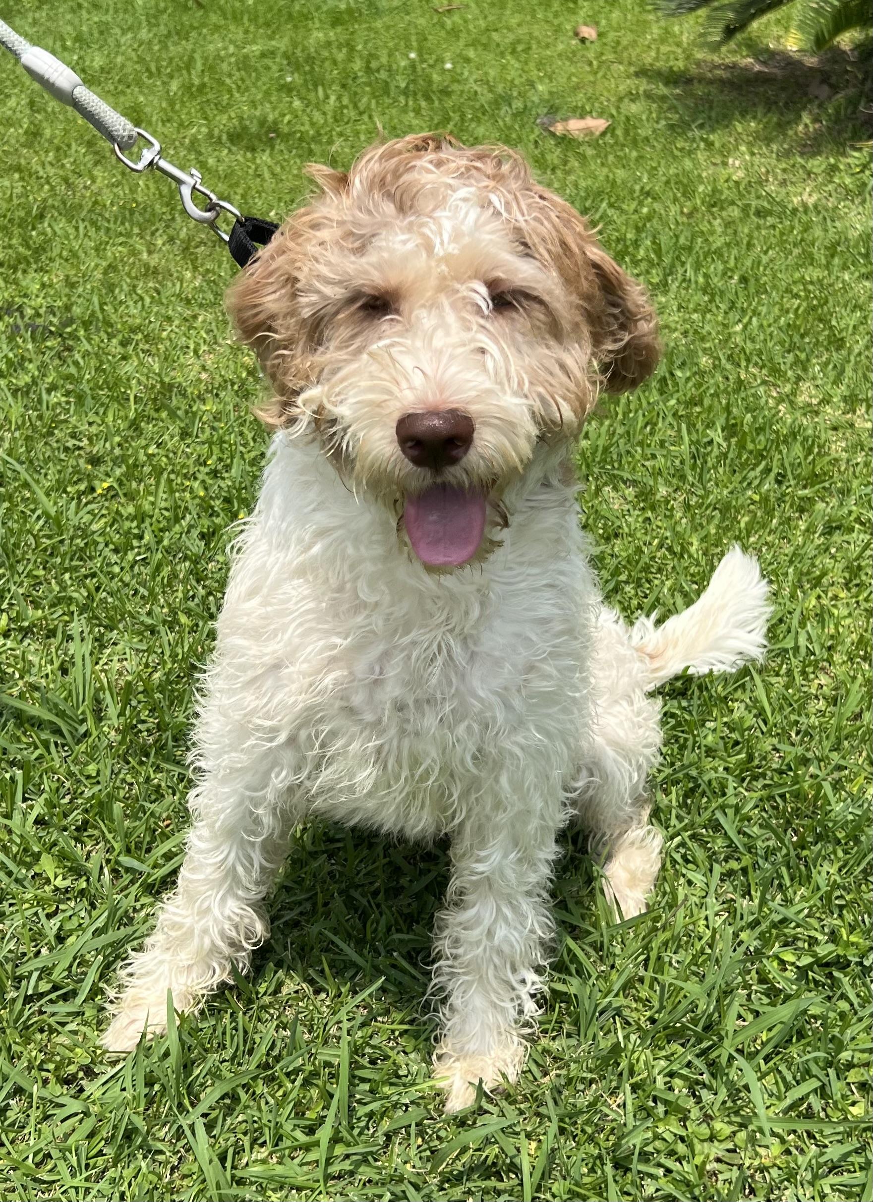 Cooper, a ADOPTABLE mixed breed in Bellaire, TX image 2/6