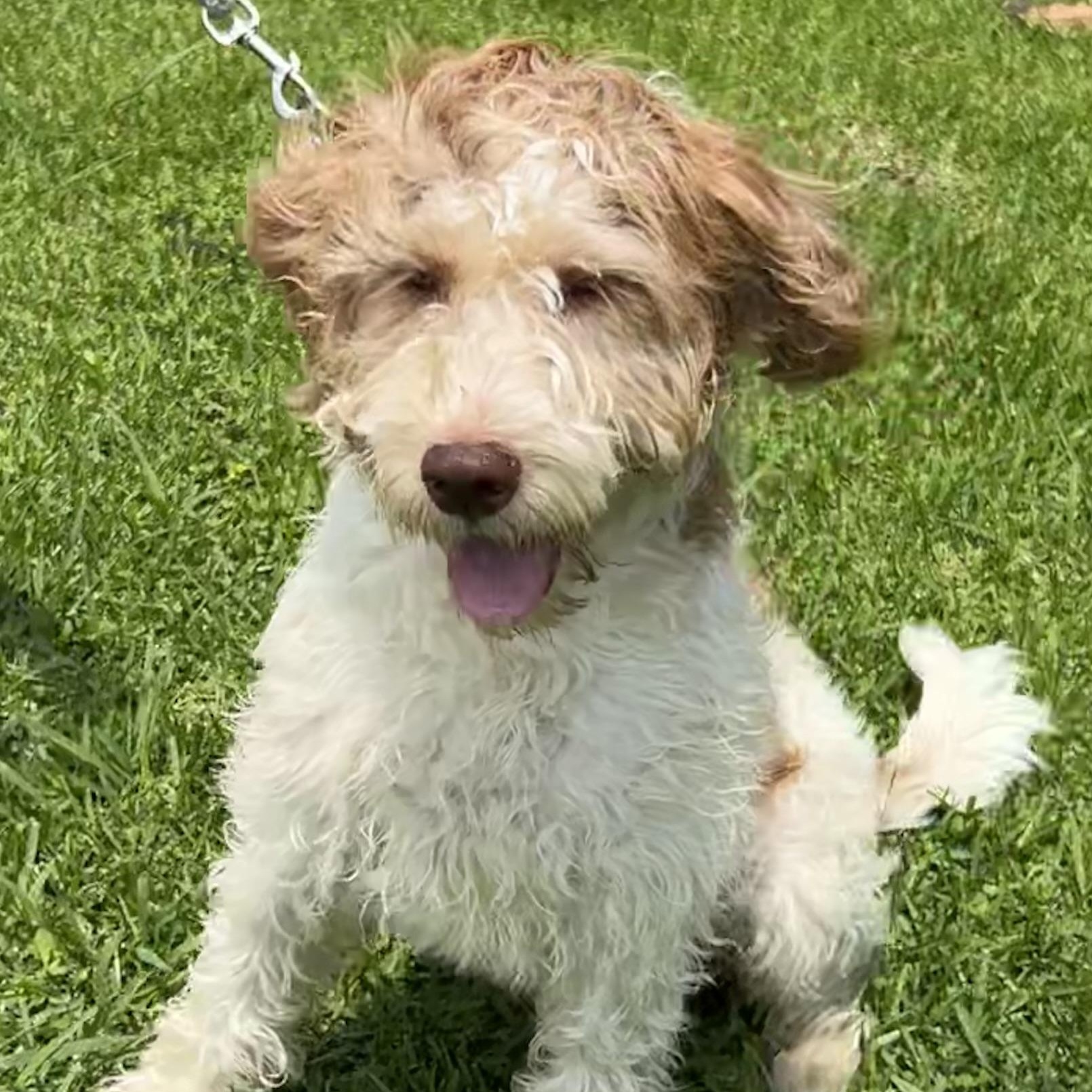 Cooper, a ADOPTABLE mixed breed in Bellaire, TX image 1/6