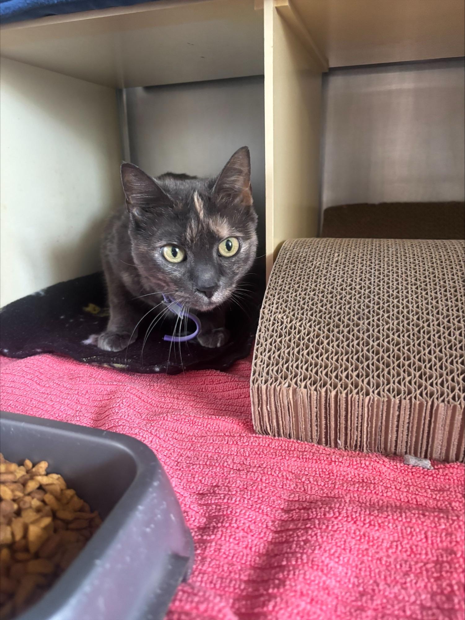 Enlarge Mau , a ADOPTABLE Domestic Short Hair in Cranston, RI image 1/1