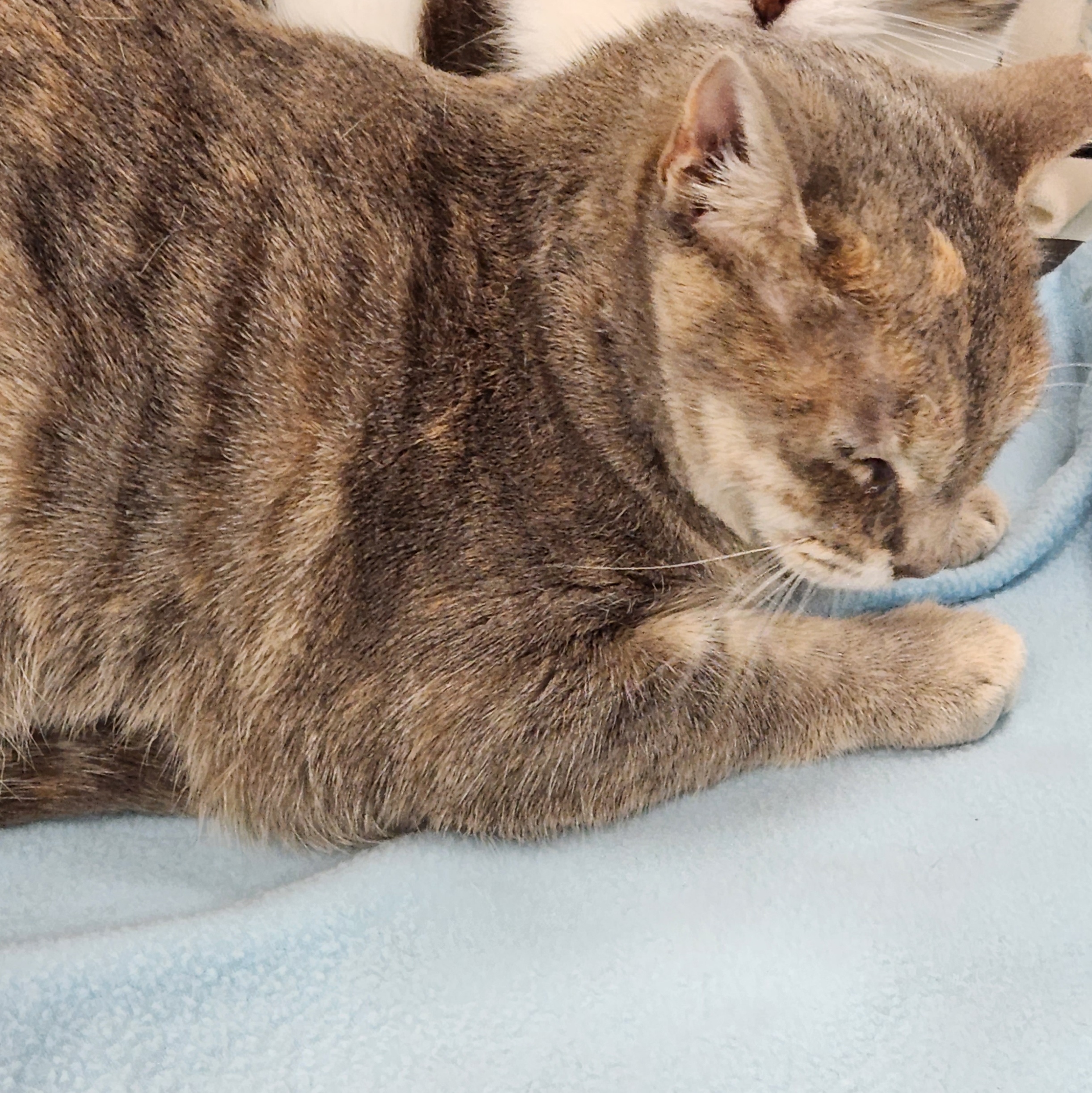 Egg Roll, a Adoptable Dilute Calico in Duluth, GA image 5/5