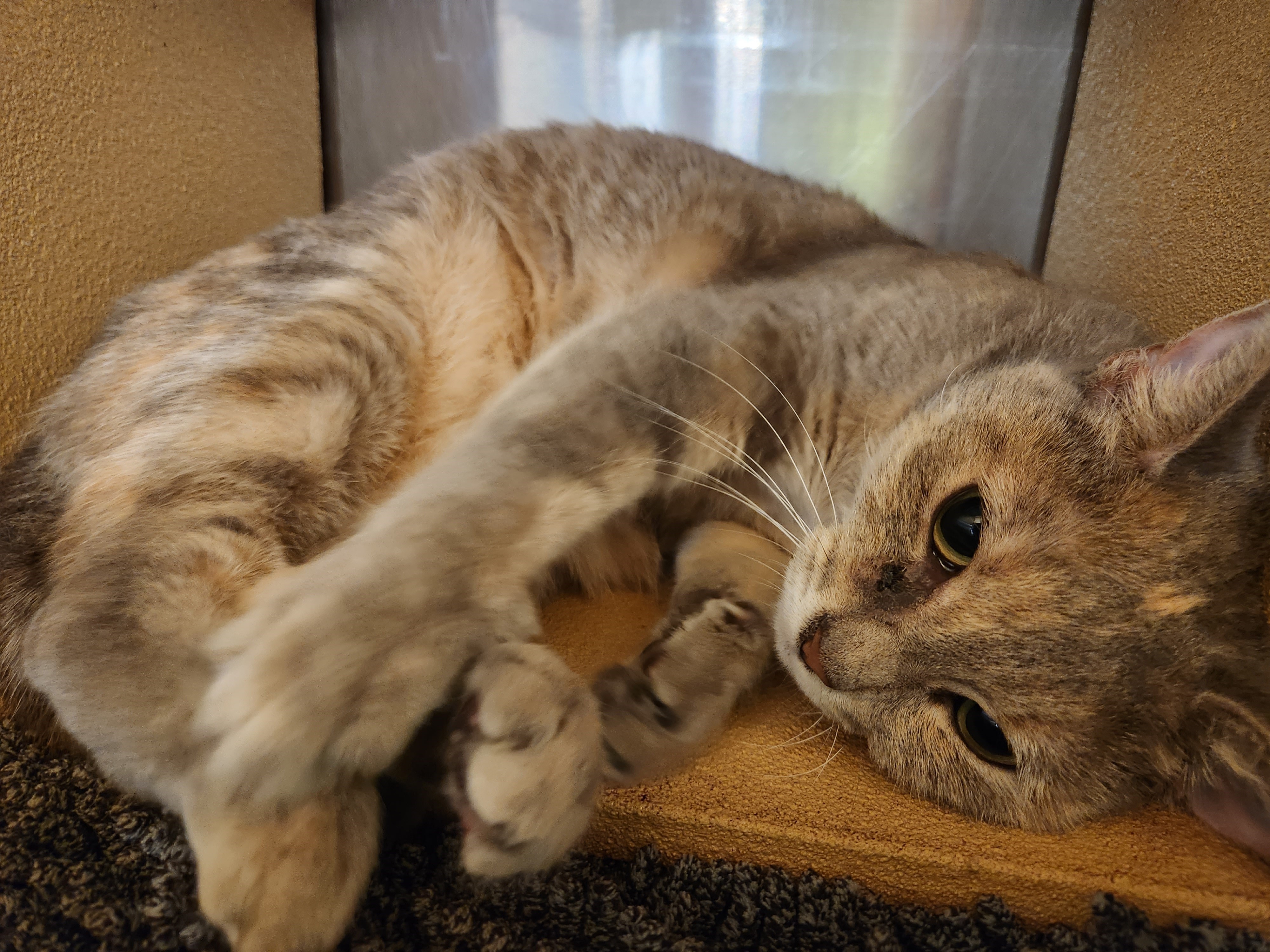 Egg Roll, a Adoptable Dilute Calico in Duluth, GA image 1/5