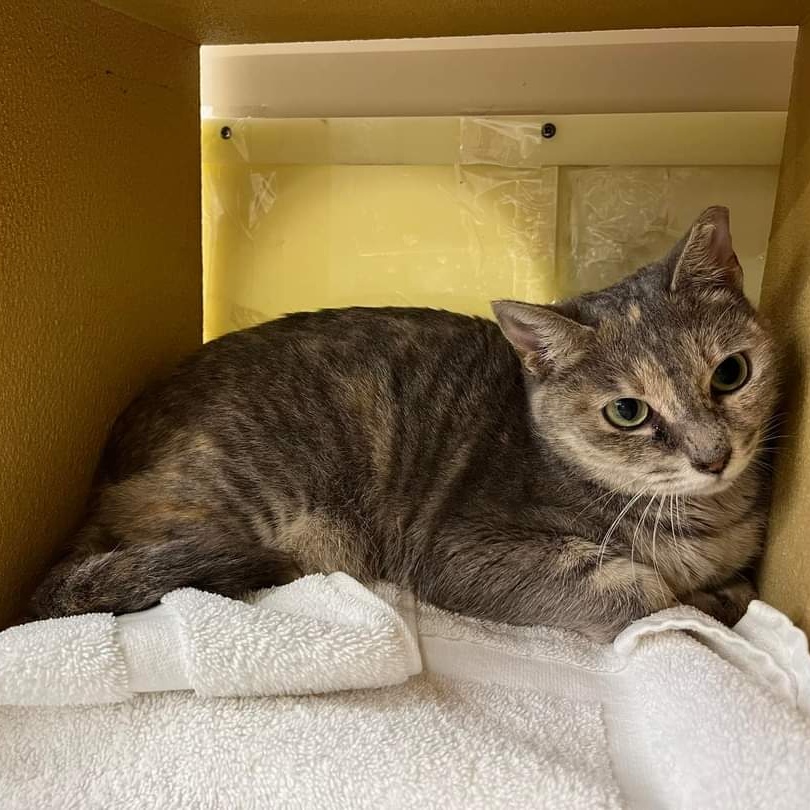 Egg Roll, a Adoptable Dilute Calico in Duluth, GA image 2/5