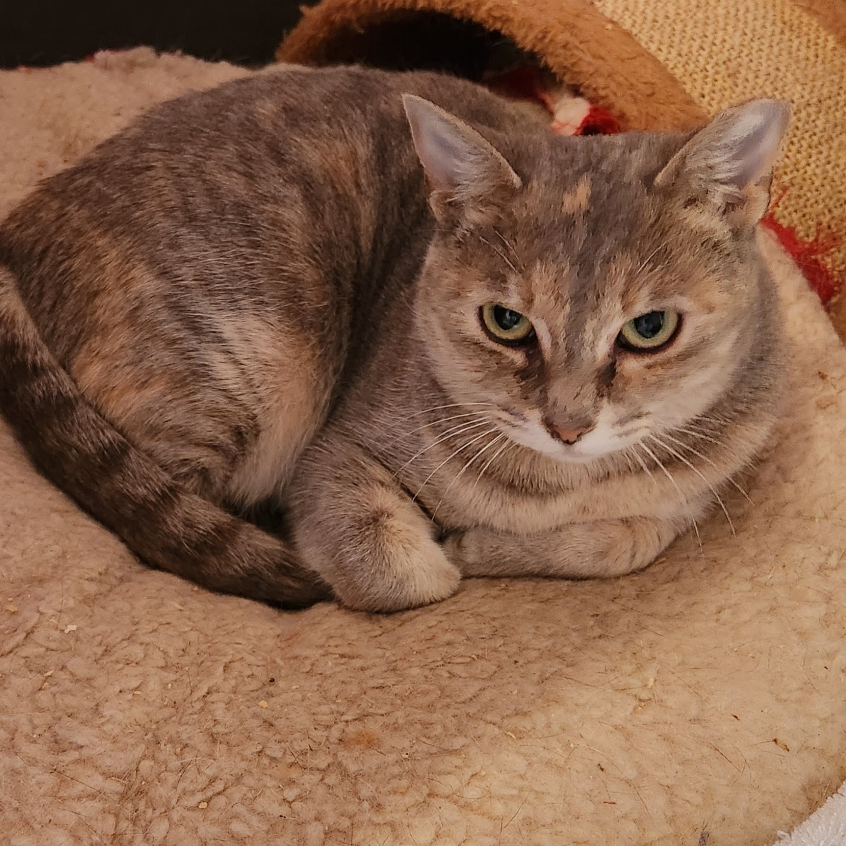 Egg Roll, a Adoptable Dilute Calico in Duluth, GA image 3/5