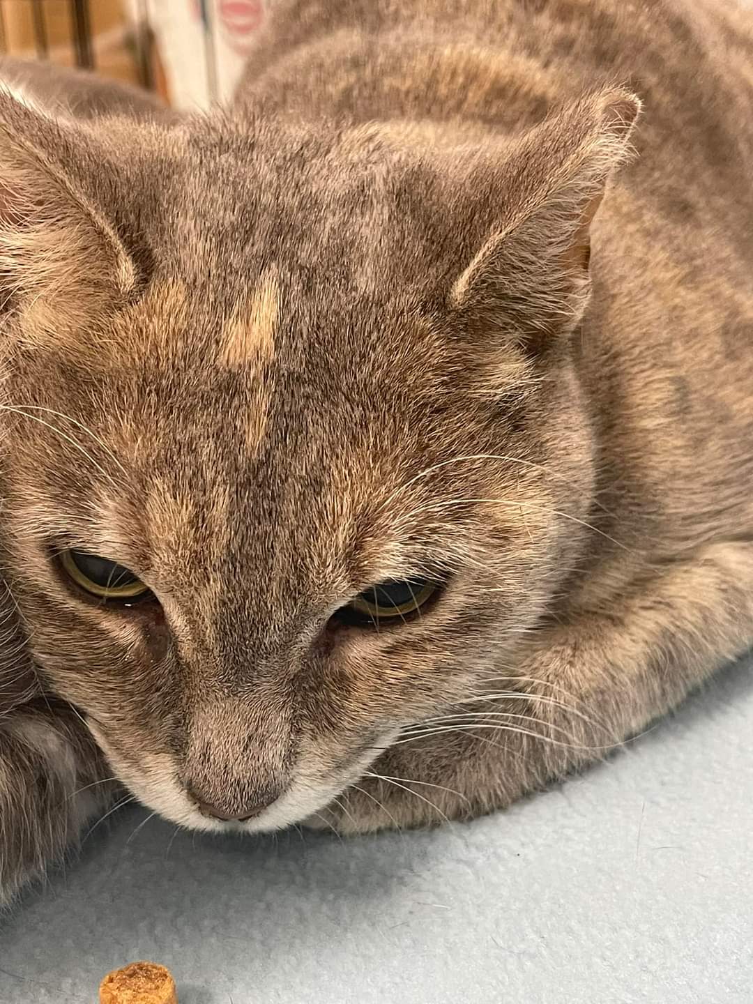Egg Roll, a Adoptable Dilute Calico in Duluth, GA image 4/5