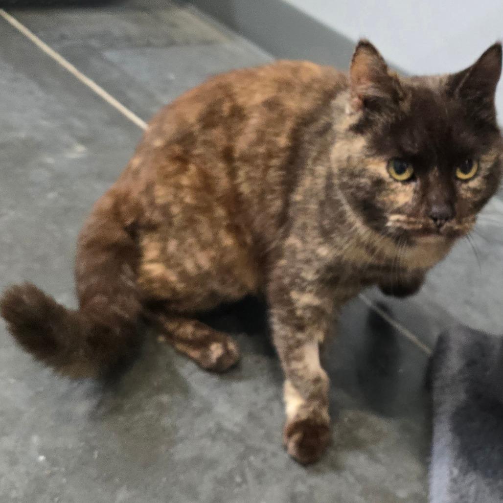 Mini Wheat, Adoptable, Senior Female Domestic Short Hair.