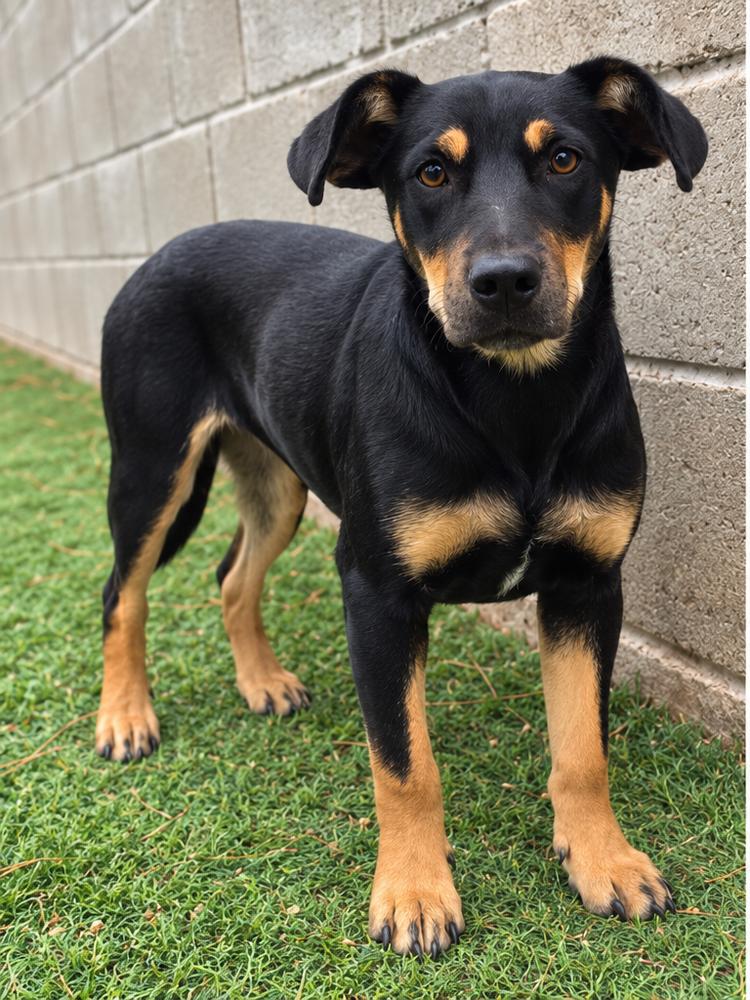 Enlarge Lizzie, a Adoptable mixed breed in Littleton, CO image 2/4