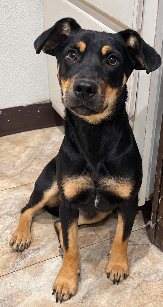 Enlarge Lizzie, a Adoptable mixed breed in Littleton, CO image 3/4