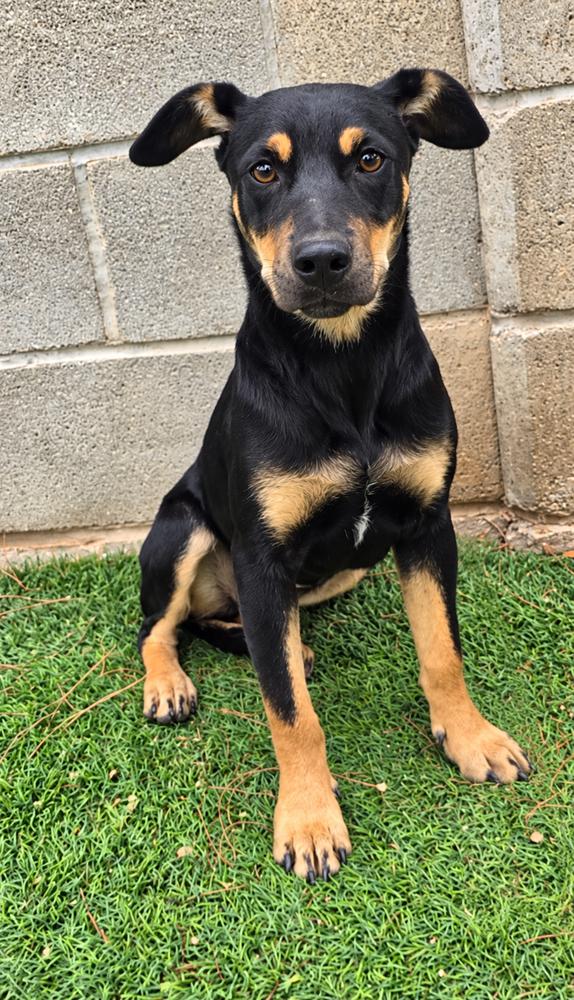 Enlarge Lizzie, a Adoptable mixed breed in Littleton, CO image 4/4