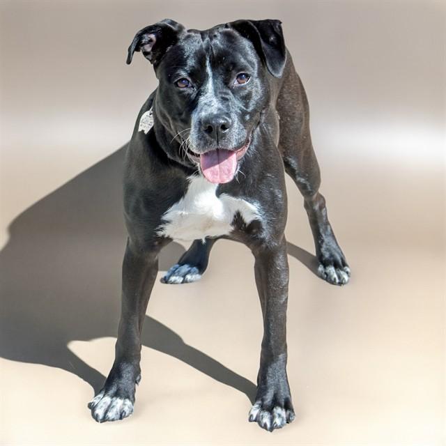 Enlarge WINNIE, a Adoptable mixed breed in Saint Louis, MO image 1/1