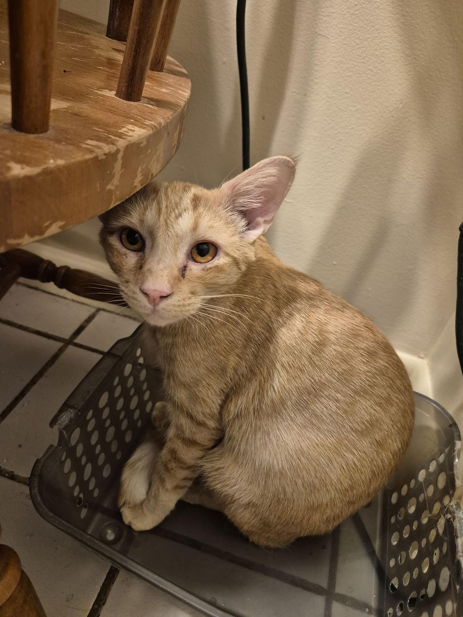 Enlarge Jazz  (24-190), a Adoptable Domestic Short Hair in Ocean Pines, MD image 1/1